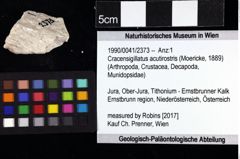 Foto (Objket + Etiketten) von Cracensigillatus acutirostris (Moericke, 1889) 